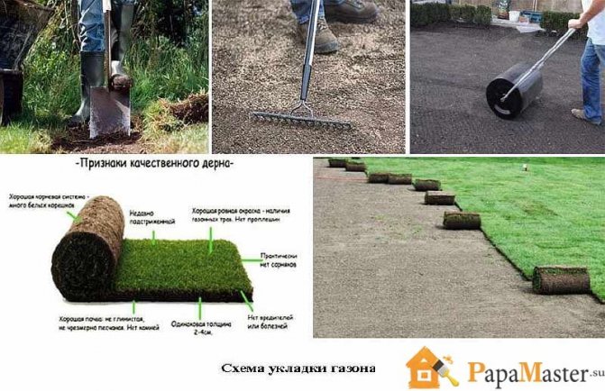 Про формування газону своїми руками: покрокова інструкція, як зробити