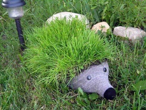 клумба колючий їжачок