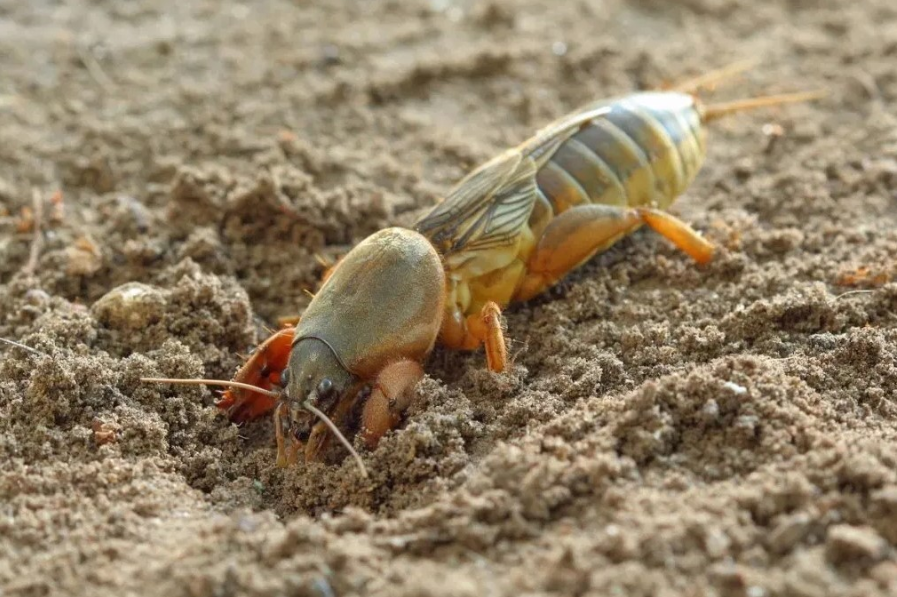 На фото зображена капустянка