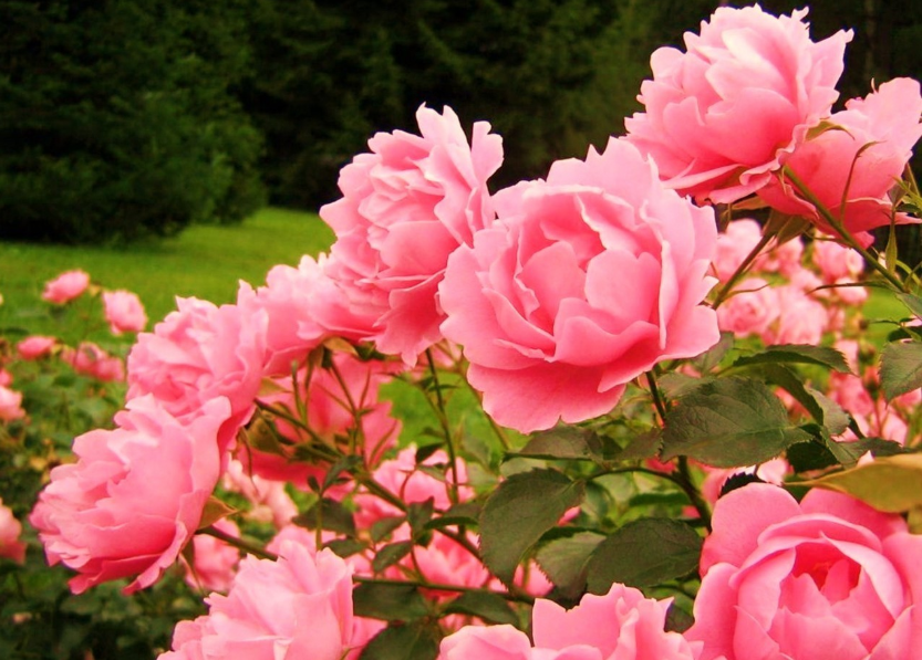 Садова троянда