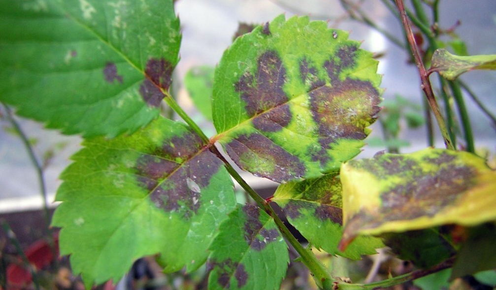 Опіки на листках