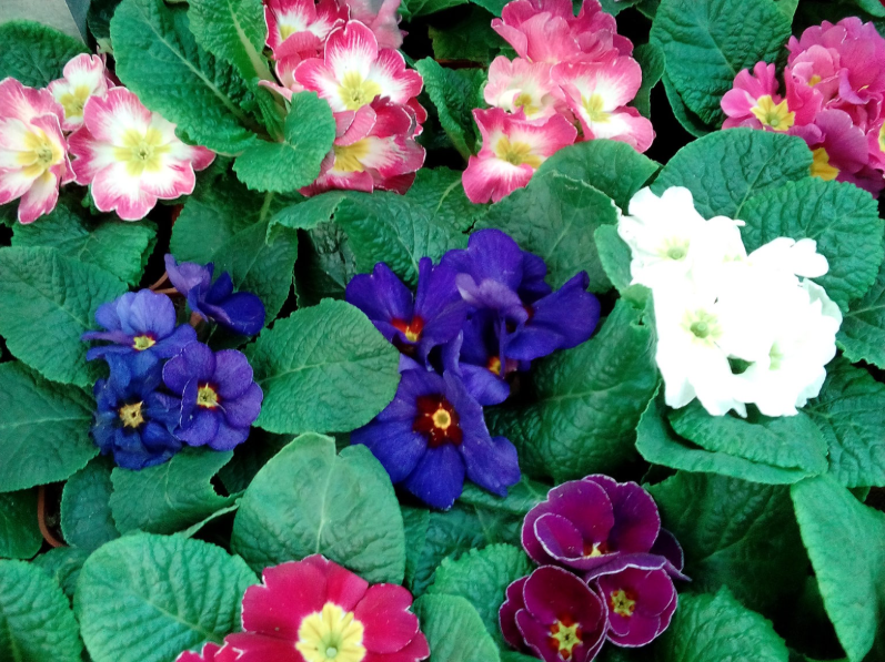 Квітка Примула