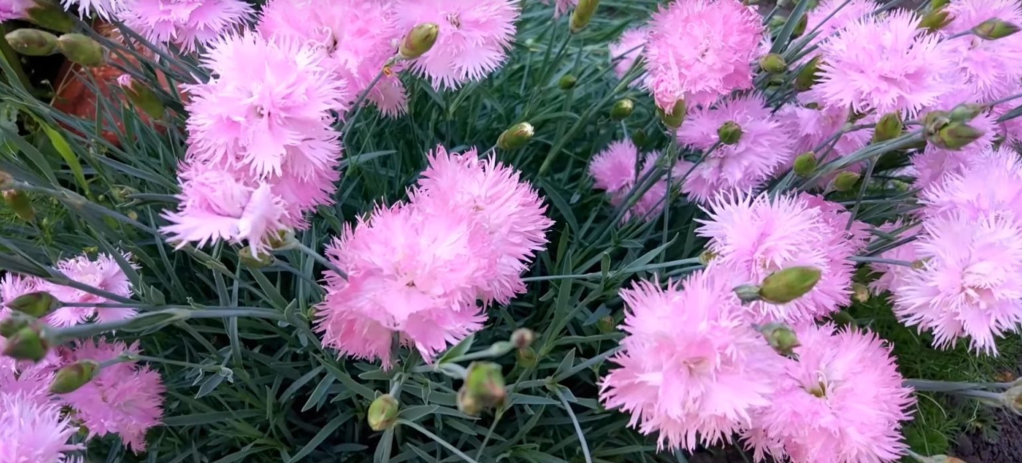 Гвоздика багаторічна садова