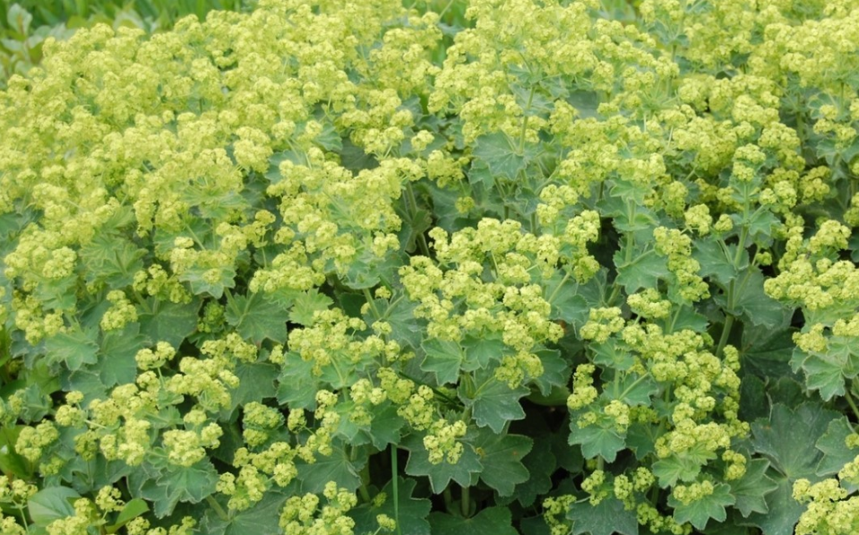 Манжетка м'яка