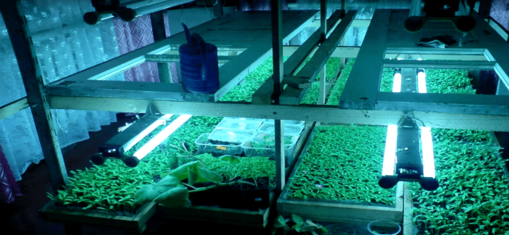 Пікірування томатів