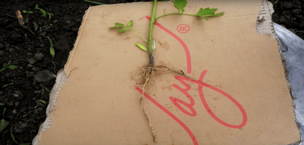 Стрижневий корінь сіянця томатів