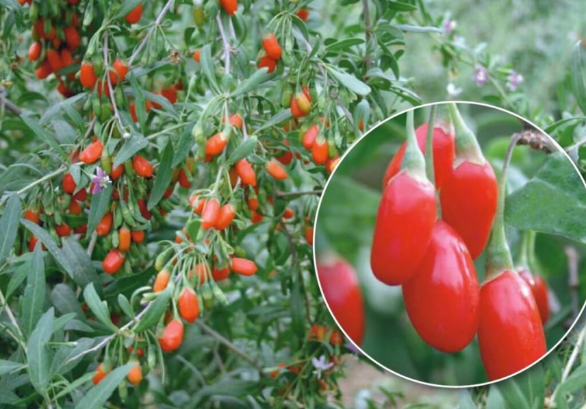 ягоди годжі