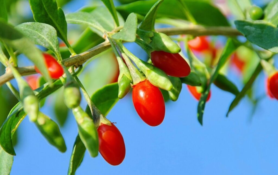 дереза звичайна