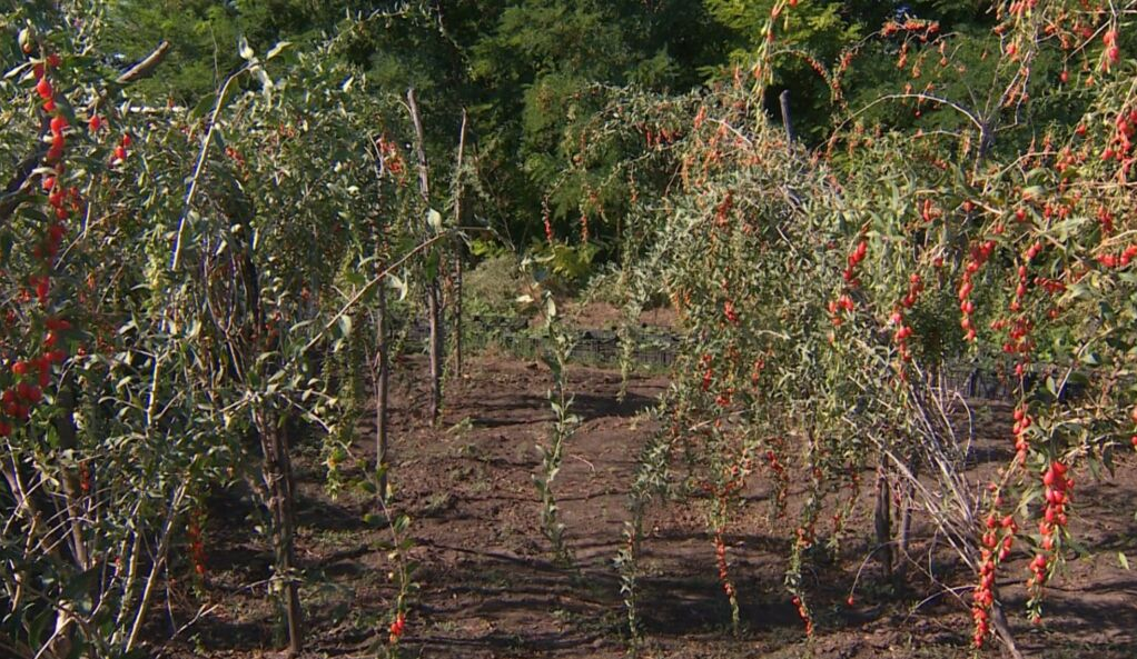 Вирощування ягід годжі