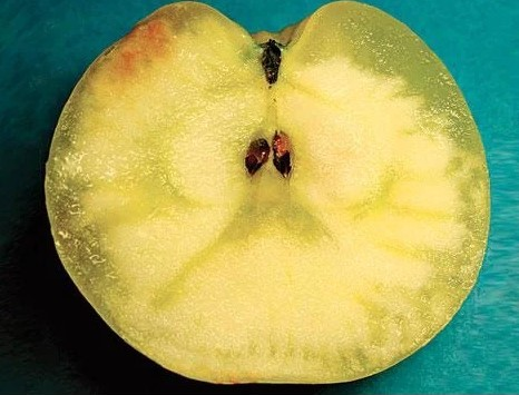 Склоподібність яблук