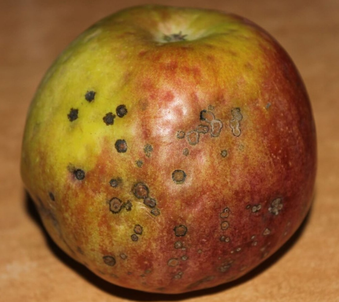 5 причин, чому ЯБЛОКИ стають несмачними