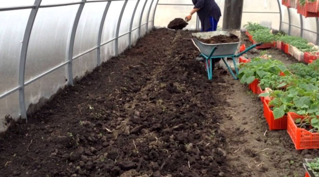 Заміна ґрунту в теплиці