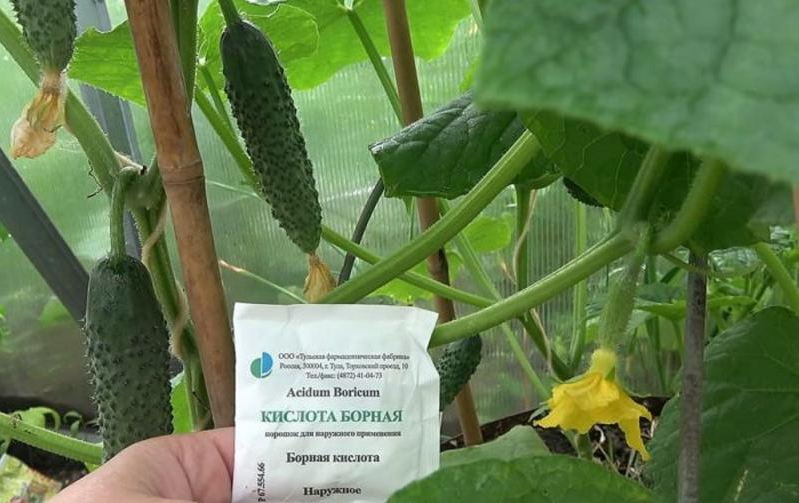 Борна кислота для огірків