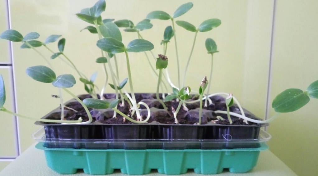 розсада огірків