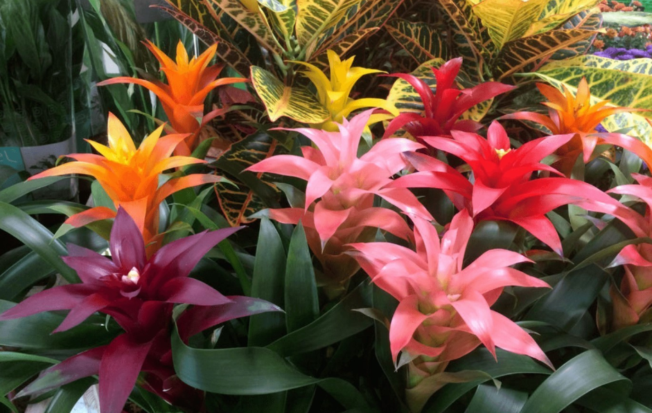 Бромелія, догляд у домашніх умовах