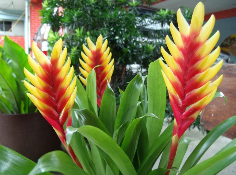 Бромелія Врієзія