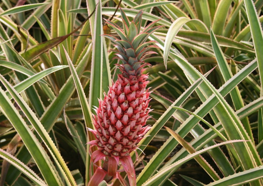 Бромелія Ананас