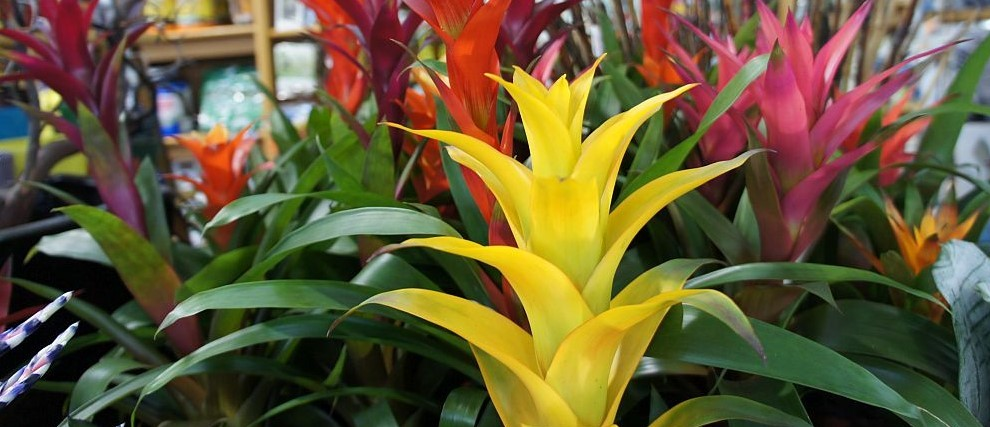 Бромелія Гузманія