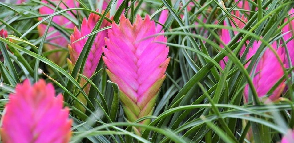 Бромелія Тілландія