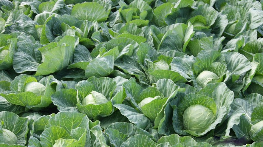 Вирощування капусти