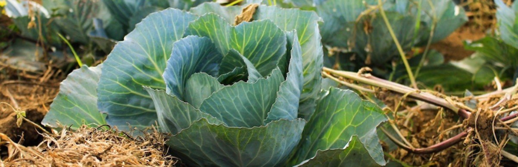 Полив капусти