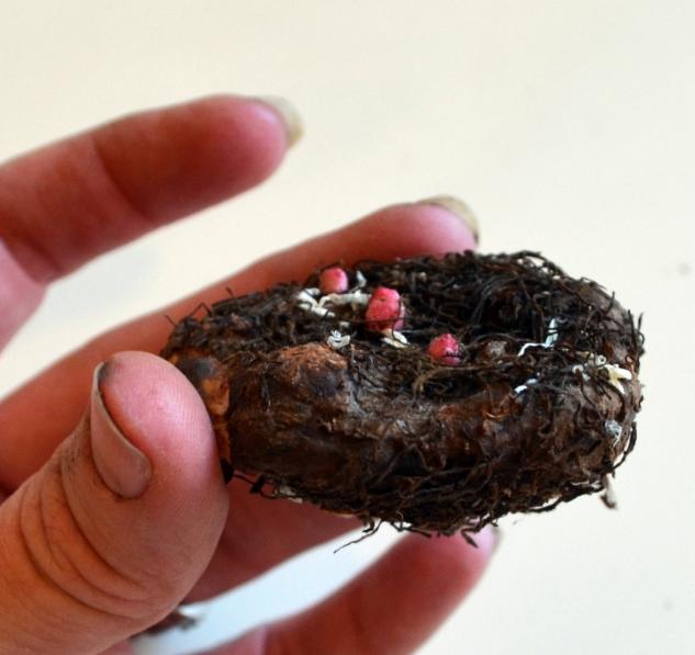 Бульби молодої бегонії