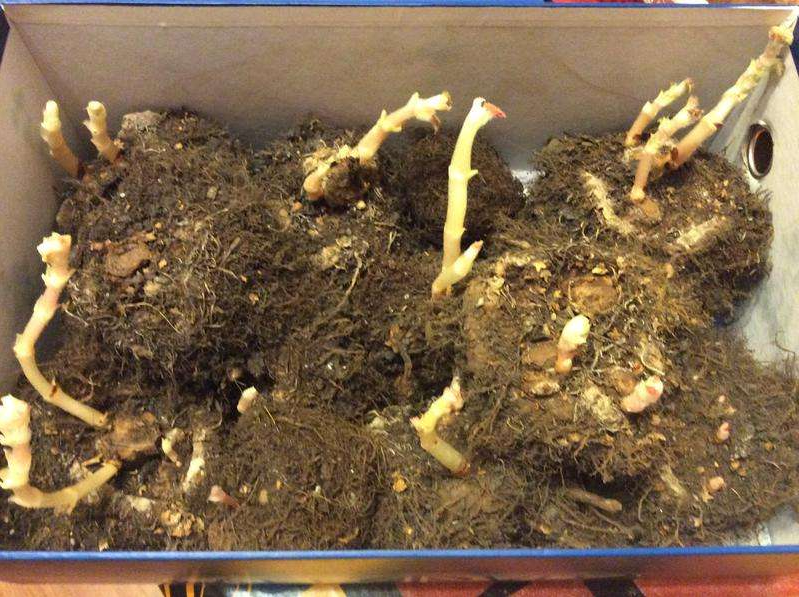 Бульби бегонії