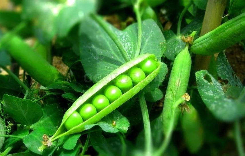 Зелений горох