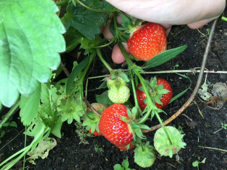 Вуса полуниці