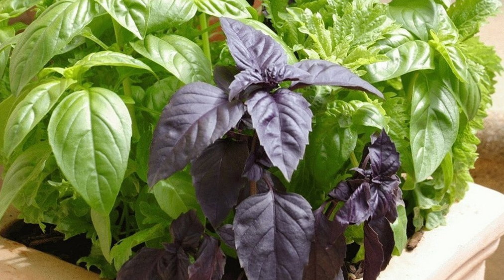 Різні сорти базиліка в горщику на підвіконні