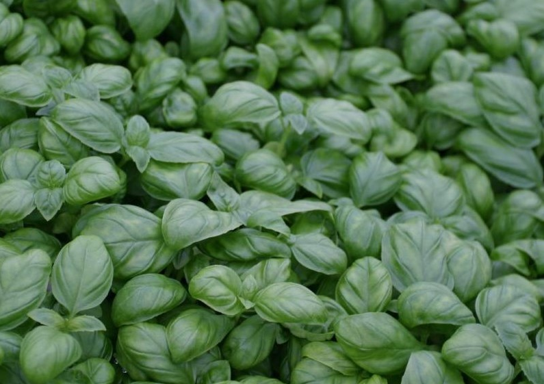 Сорт Василиск Зелений