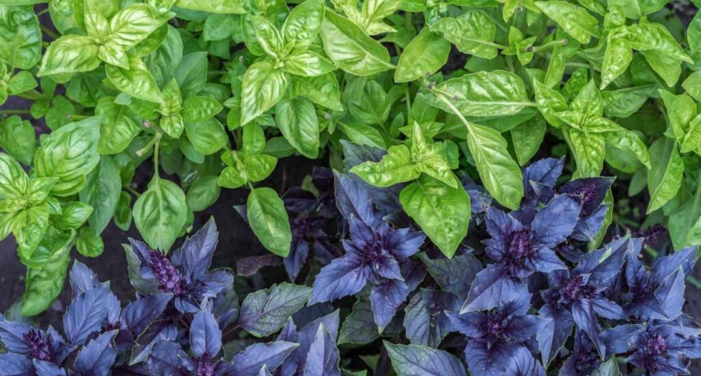 Сорт Маркіз