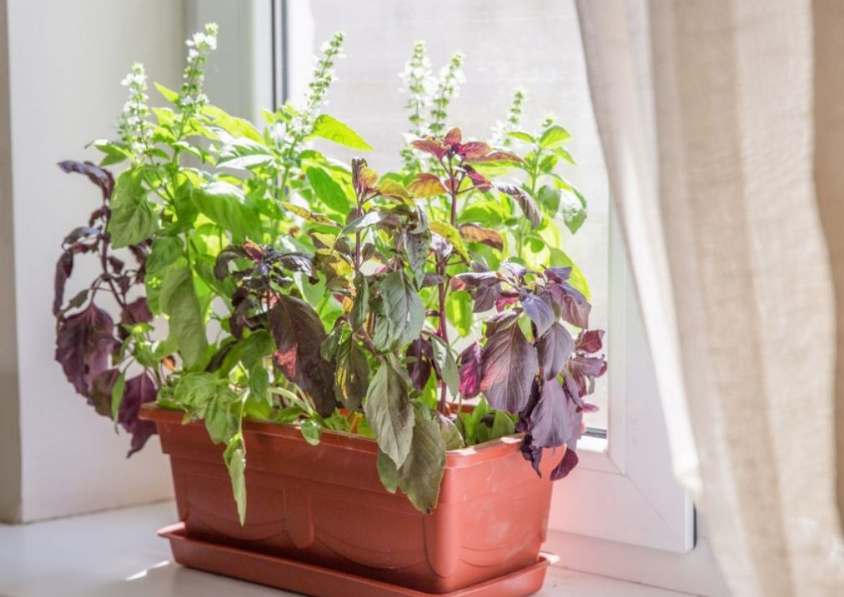 Горщик довгастої форми