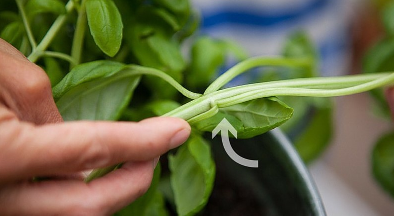 Місце для прищипування базиліка