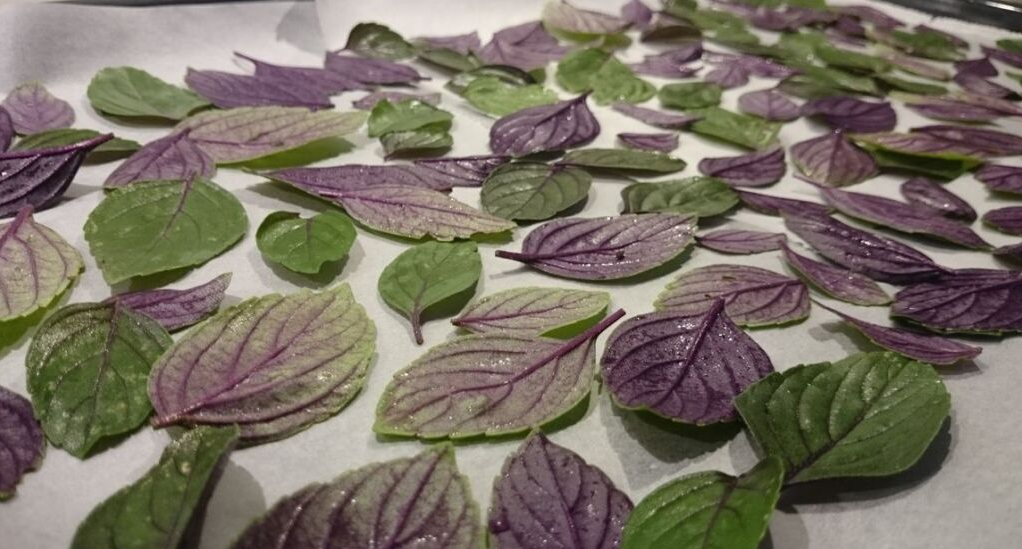 Висушений базилік